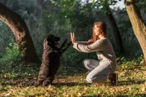 Read more about the article 15 Tips for Training Your Puppy (Without Losing Your Mind)