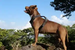 Read more about the article Barking Up the Wrong Tree: Tips to Calm a Noisy Dog