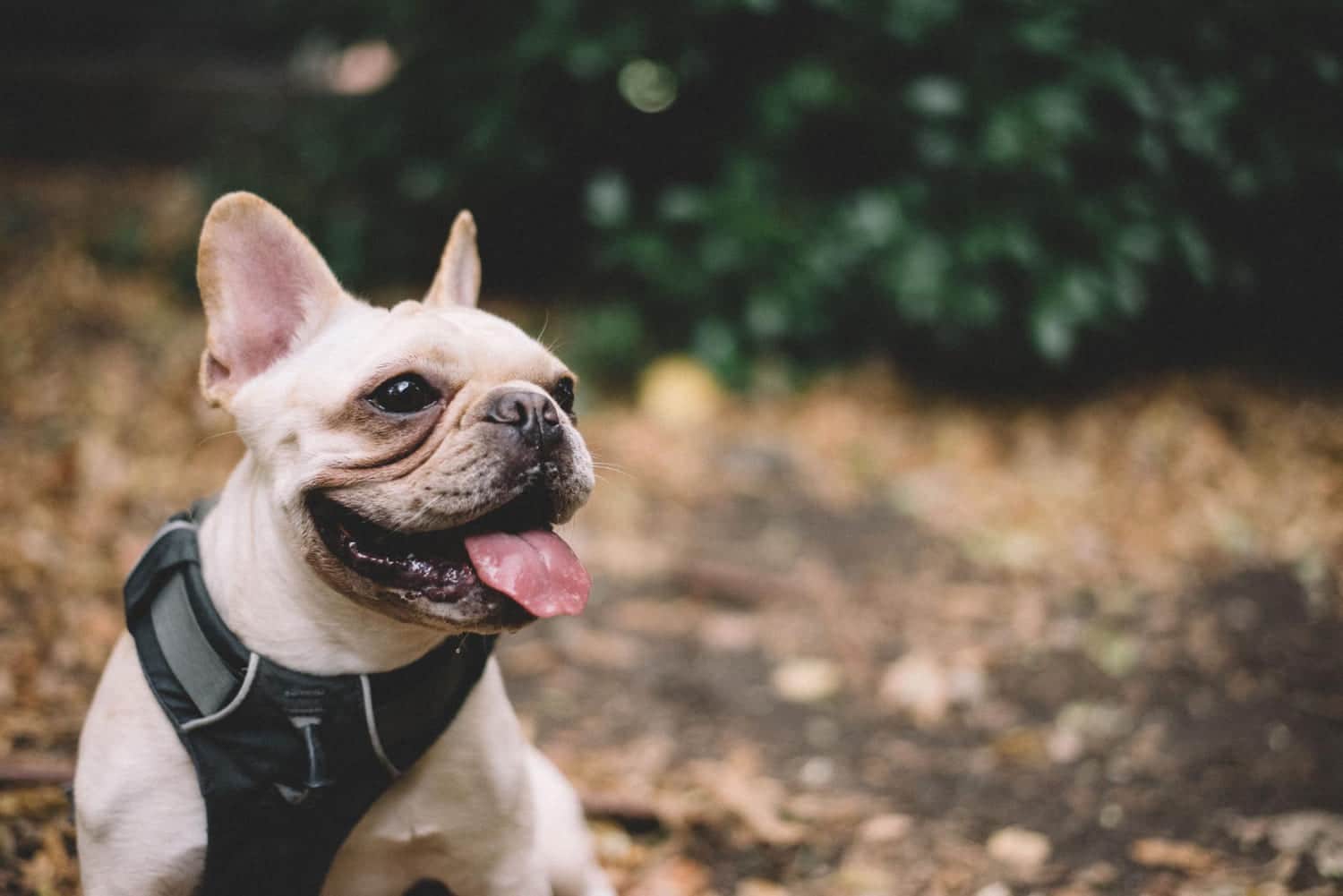 Read more about the article French Bulldogs and the Snore Symphony: How to Survive (and Maybe Enjoy) the Noise